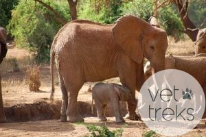 Matriarch and one week old calf, Tsavo East National Park, Kenya