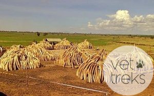 Ivory: Sell It Or Burn It?