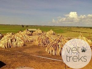 Tusks ready for burning in Nairobi National Park, Kenya, April 29, 2016