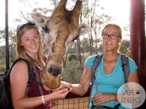 Rhea Dodd Africa Giraffe